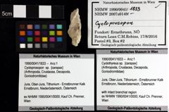 Foto (Objket + Etiketten) von Pithonoton marginatum (von Meyer, 1842) 